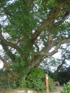 le gros chêne à Saint-Pierre-Eglise